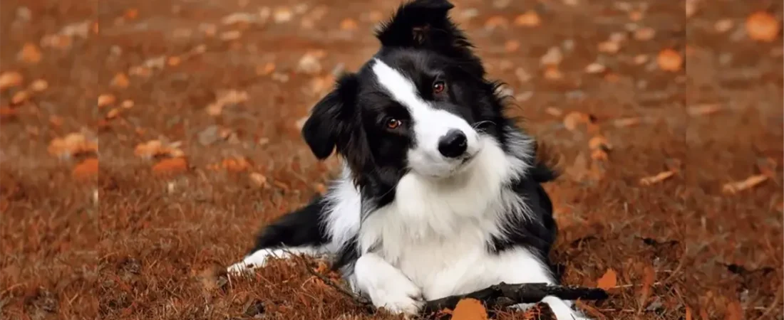 Todo lo que necesitas saber sobre los antiladridos para perros