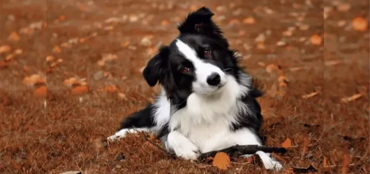 Todo lo que necesitas saber sobre los antiladridos para perros