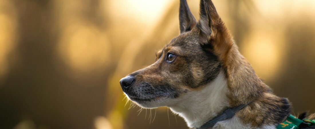 Todo lo que necesitas saber sobre anti ladridos para perros